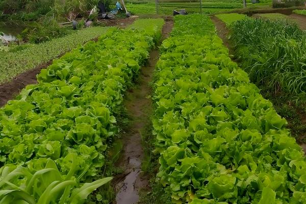 农村3月份做什么农活，可以翻地、除草等