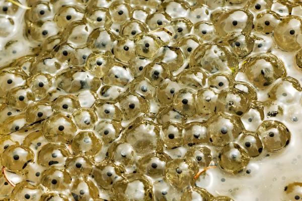 青蛙卵孵化要几天,一般需要3-4天