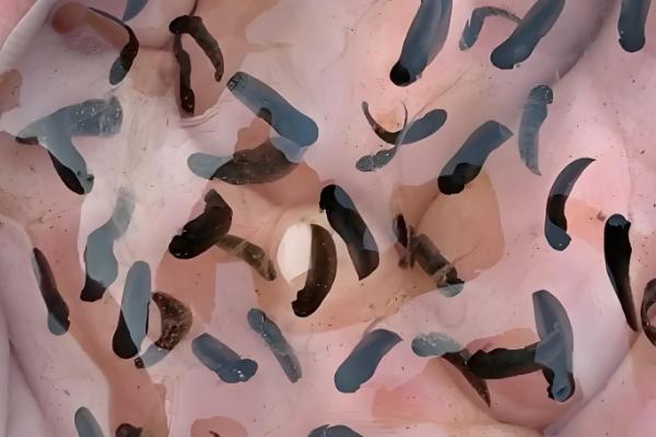 青蛙卵孵化要几天,一般需要3-4天