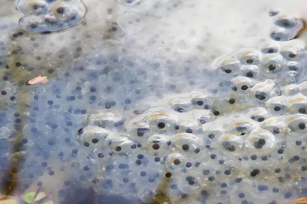 青蛙卵孵化要几天,一般需要3-4天