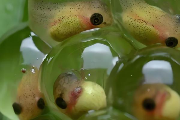 青蛙卵孵化要几天,一般需要3-4天