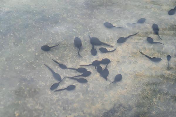 青蛙卵孵化要几天,一般需要3-4天