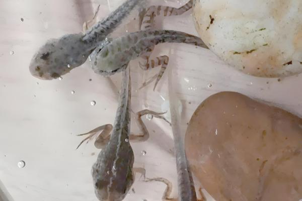 青蛙卵孵化要几天,一般需要3-4天