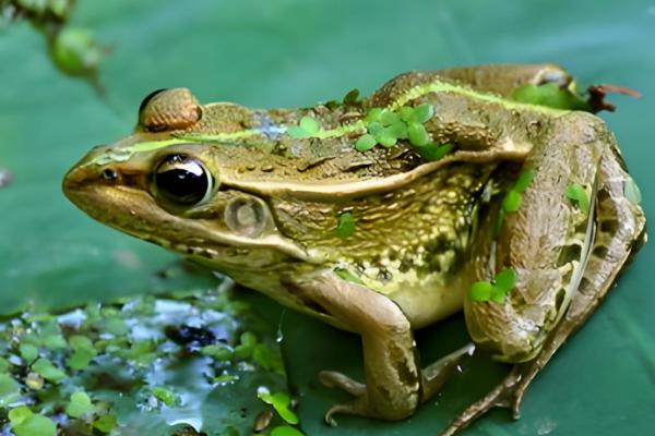 青蛙卵孵化要几天,一般需要3-4天