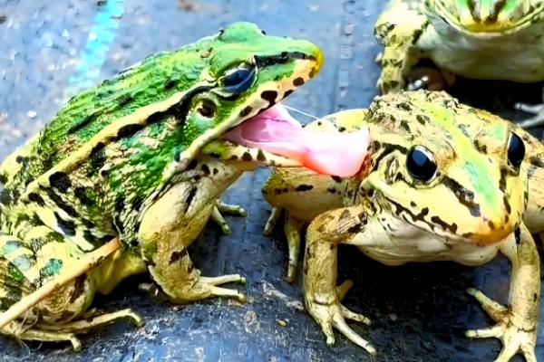 青蛙卵孵化要几天,一般需要3-4天