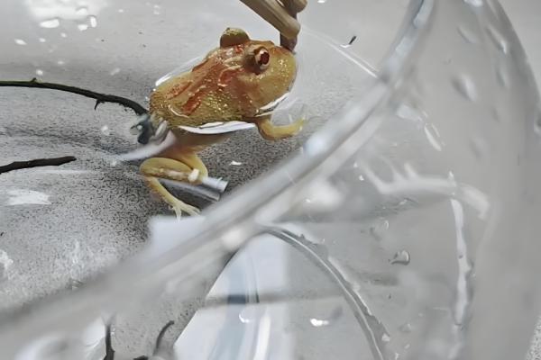 青蛙卵孵化要几天,一般需要3-4天