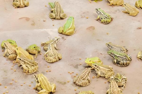 青蛙卵孵化要几天,一般需要3-4天