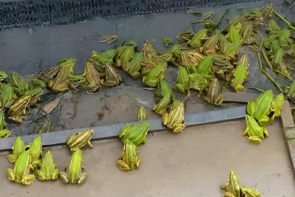 青蛙卵孵化要几天,一般需要3-4天