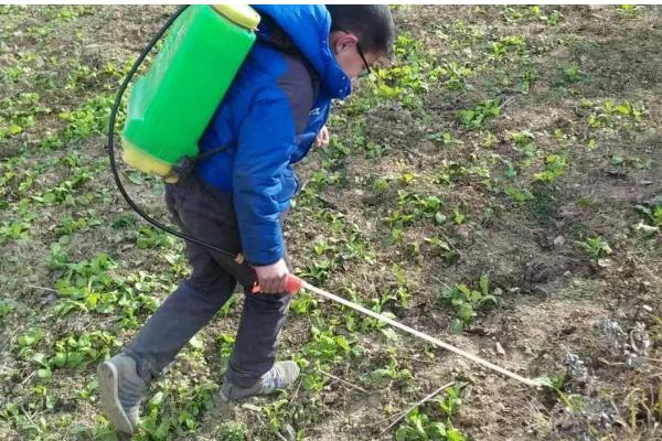 油菜苗期管理方法,主要防治草害、蚜虫、菜青虫等