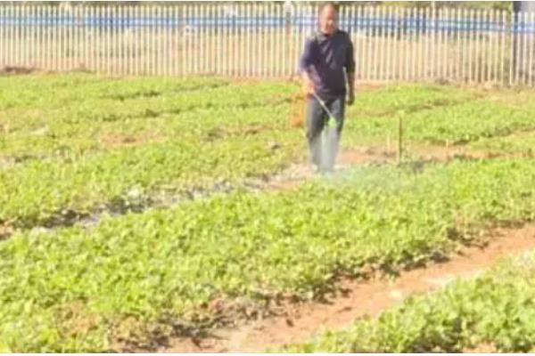 油菜苗期管理方法,主要防治草害、蚜虫、菜青虫等