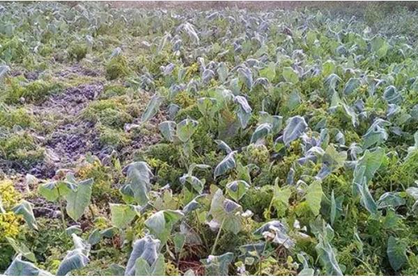 油菜苗期管理方法,主要防治草害、蚜虫、菜青虫等