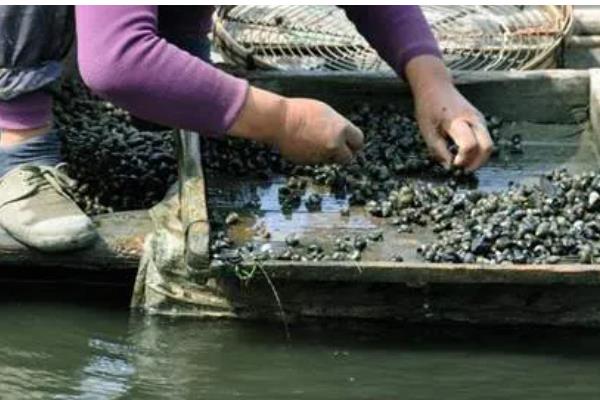 淡水螺可以养吗,可以在淡水中的养