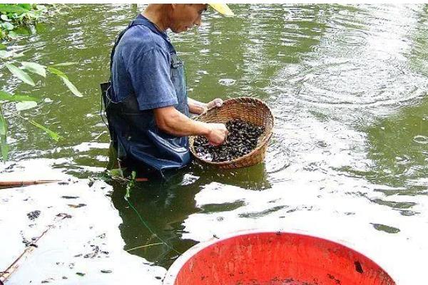 淡水螺可以养吗,可以在淡水中的养