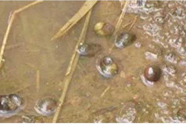 淡水螺可以养吗,可以在淡水中的养