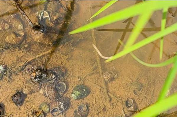 淡水螺可以养吗,可以在淡水中的养