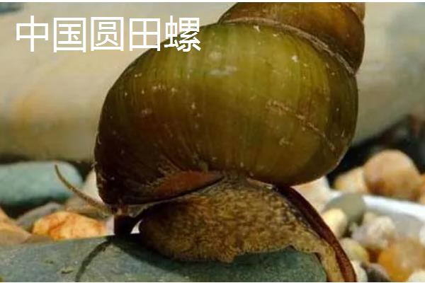 淡水螺可以养吗,可以在淡水中的养