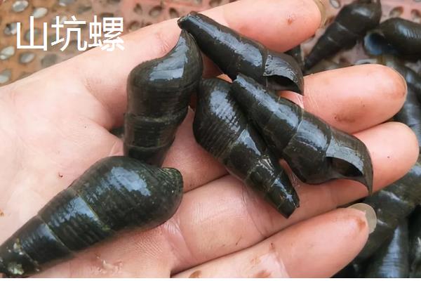 淡水螺可以养吗,可以在淡水中的养
