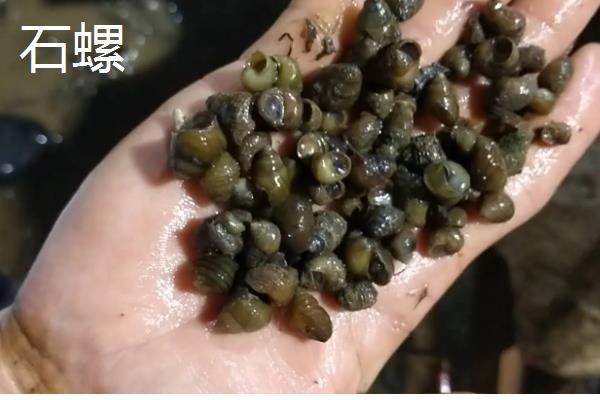 淡水螺可以养吗,可以在淡水中的养