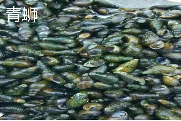 淡水螺可以养吗,可以在淡水中的养