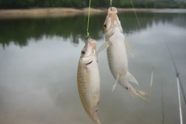 筏钓鲫鱼用什么鱼竿,最好用的是筏竿