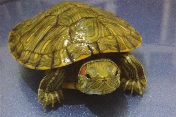 巴西龟是什么样的,身体是椭圆形的