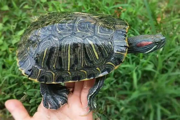 巴西龟是什么样的,身体是椭圆形的