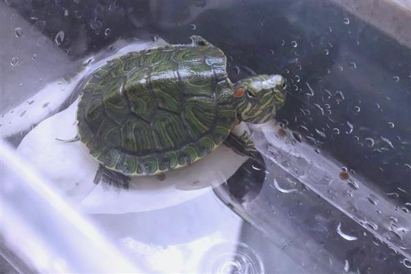 巴西龟是什么样的,身体是椭圆形的