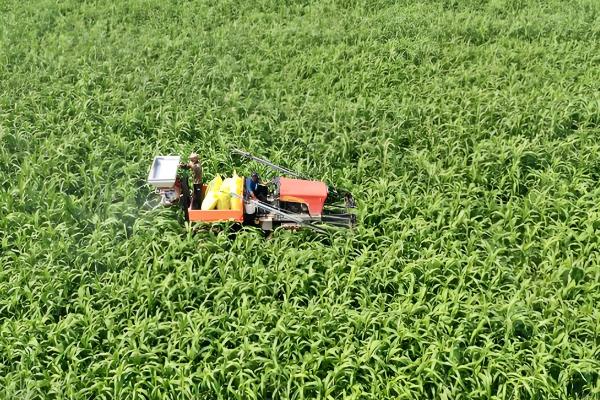 高粱施肥注意事项,施肥后要培土