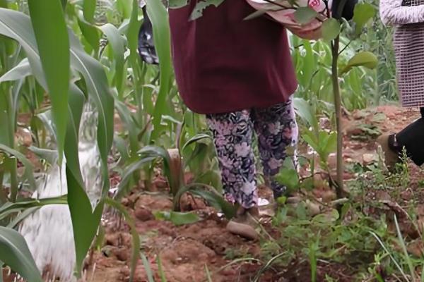 高粱施肥注意事项,施肥后要培土