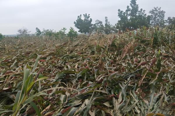 高粱施肥注意事项,施肥后要培土