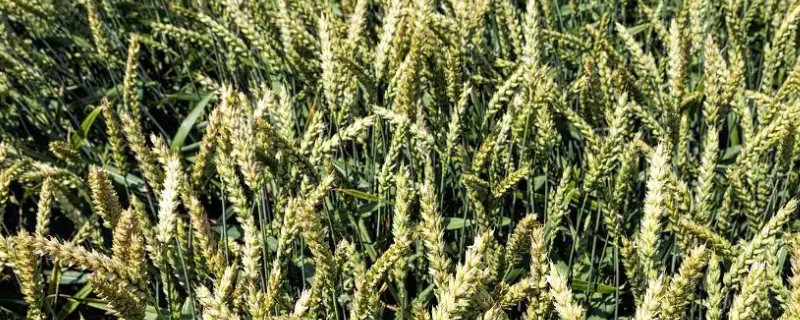 小麦原产地在哪里，原产地在西亚的新月沃地