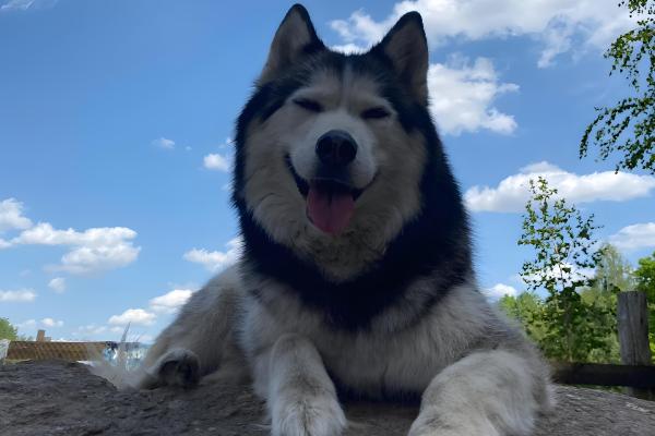 哈士奇的饲养方法，在早晨或傍晚喂食