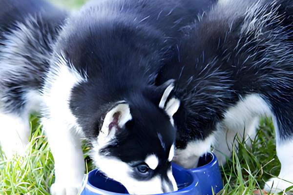哈士奇的饲养方法，在早晨或傍晚喂食