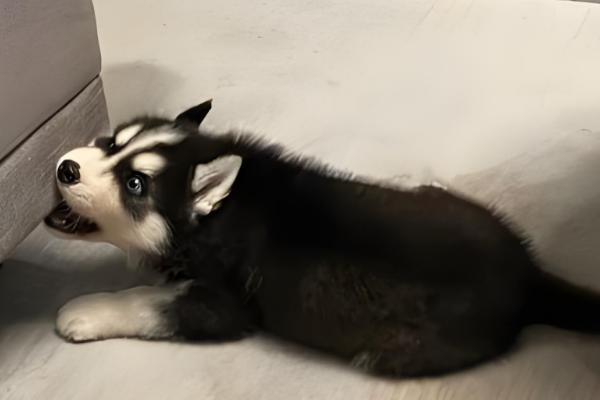 哈士奇的饲养方法，在早晨或傍晚喂食