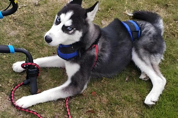 哈士奇的饲养方法，在早晨或傍晚喂食