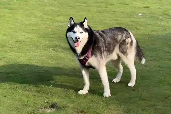哈士奇的饲养方法，在早晨或傍晚喂食
