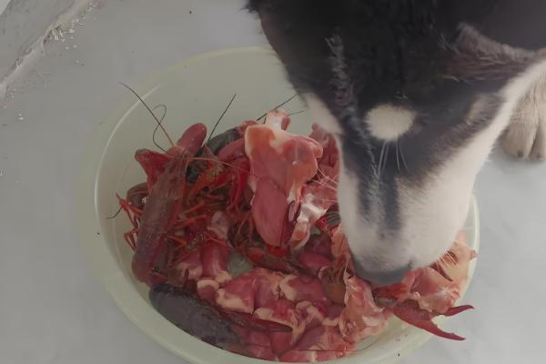 哈士奇的饲养方法，在早晨或傍晚喂食