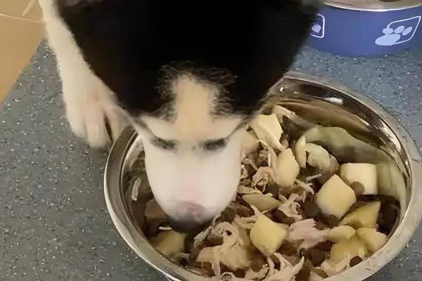 哈士奇的饲养方法，在早晨或傍晚喂食