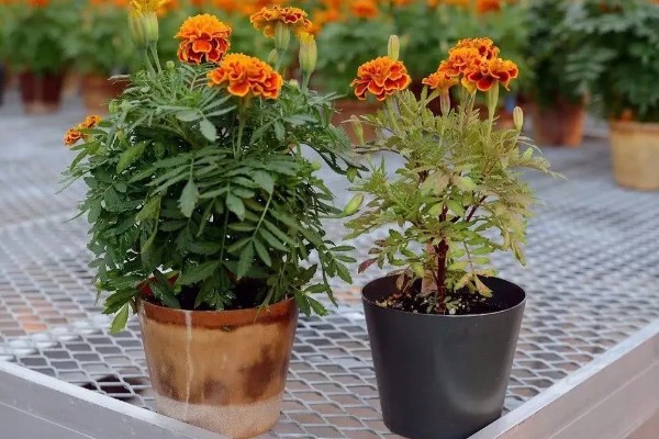 万寿菊的颜色，常见橙色、黄色、金色这3种