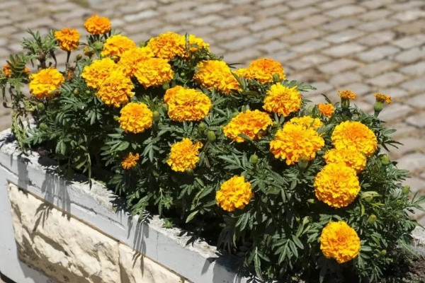 万寿菊的颜色，常见橙色、黄色、金色这3种