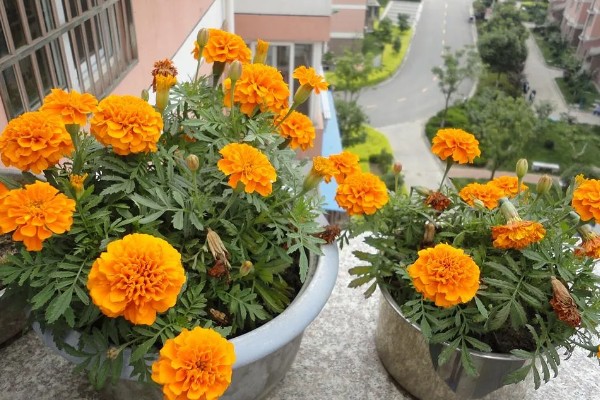 万寿菊的颜色，常见橙色、黄色、金色这3种