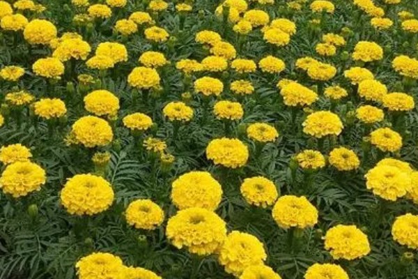 万寿菊的颜色，常见橙色、黄色、金色这3种