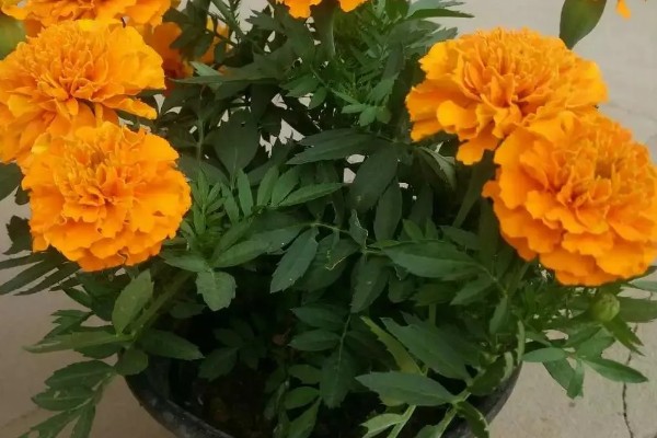 万寿菊的颜色，常见橙色、黄色、金色这3种