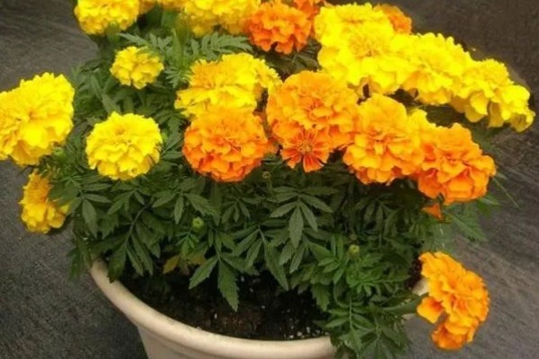 万寿菊的颜色，常见橙色、黄色、金色这3种