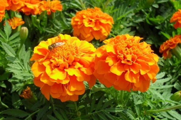 万寿菊的颜色，常见橙色、黄色、金色这3种