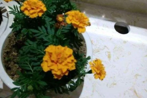 万寿菊的颜色，常见橙色、黄色、金色这3种