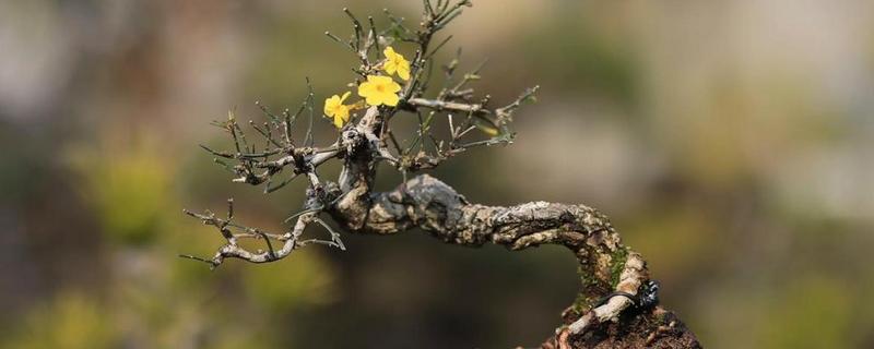 迎春花能不能嫁接，要将健壮的水蜡苗作为砧木