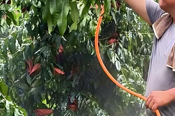 六月份桃树打什么药,要打乐斯本乳油、石硫合剂等