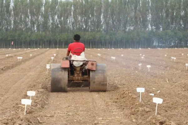 河南小麦什么时候播种，主要集中在10月份