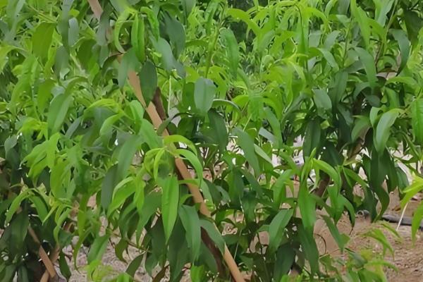 六月份桃树打什么药,要打乐斯本乳油、石硫合剂等